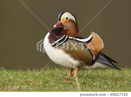 Mandarin duck male (Aix galericulata) Mandarin duck male (Aix galericulata) 69827182