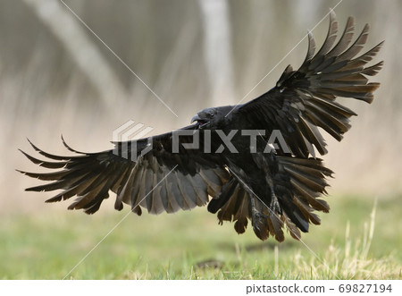 Raven (Corvus corax) Raven (Corvus corax) 69827194
