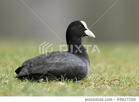 Eurasian coot (Fulica atra) Eurasian coot (Fulica atra) 69827208