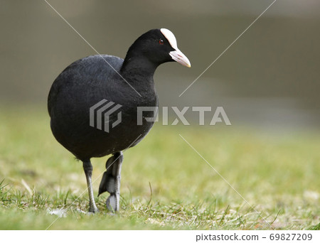 Eurasian coot (Fulica atra) 69827209