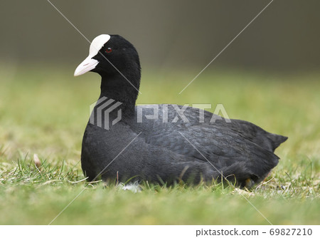 Eurasian coot (Fulica atra) 69827210