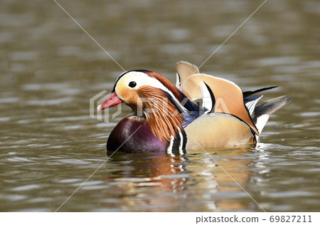 Mandarin duck male (Aix galericulata) 69827211
