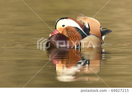 Mandarin duck male (Aix galericulata) Mandarin duck male (Aix galericulata) 69827215