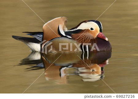 Mandarin duck male (Aix galericulata) Mandarin duck male (Aix galericulata) 69827216