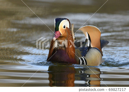 Mandarin duck male (Aix galericulata) Mandarin duck male (Aix galericulata) 69827217