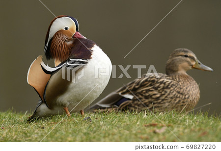 Mandarin duck male (Aix galericulata) Mandarin duck male (Aix galericulata) 69827220