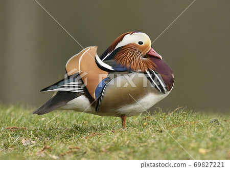 Mandarin duck male (Aix galericulata) 69827221