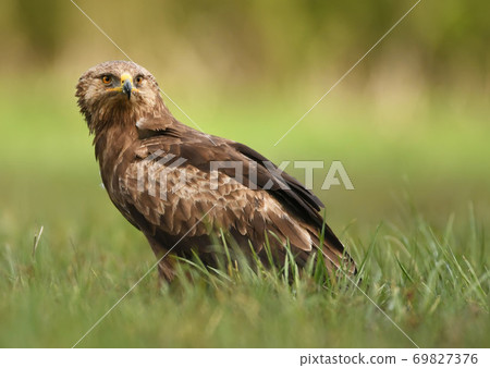 Lesser spotted eagle (Clanga pomarina) Lesser spotted eagle (Clanga pomarina) 69827376
