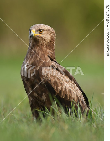 Lesser spotted eagle (Clanga pomarina) Lesser spotted eagle (Clanga pomarina) 69827378