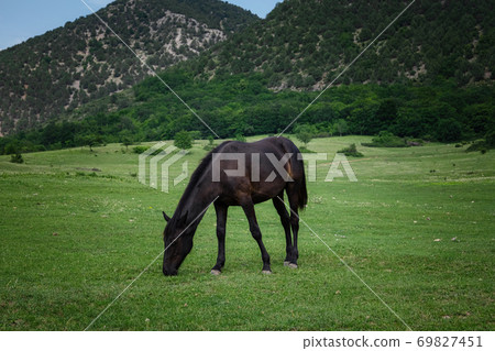 Beautiful chestnut horses on a farm in summer Beautiful chestnut horses on a farm in summer 69827451