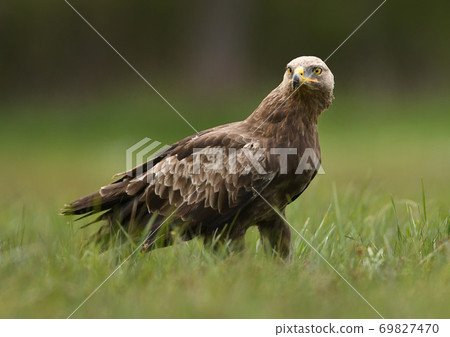 Lesser spotted eagle (Clanga pomarina) Lesser spotted eagle (Clanga pomarina) 69827470