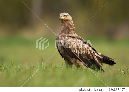Lesser spotted eagle (Clanga pomarina) Lesser spotted eagle (Clanga pomarina) 69827471