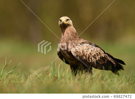 Lesser spotted eagle (Clanga pomarina) Lesser spotted eagle (Clanga pomarina) 69827472