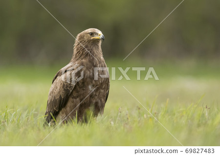 Lesser spotted eagle (Clanga pomarina) Lesser spotted eagle (Clanga pomarina) 69827483