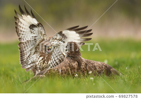 Common buzzard (Buteo buteo) Common buzzard (Buteo buteo) 69827578