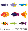Aquarium colorful freshwater fish 69827882