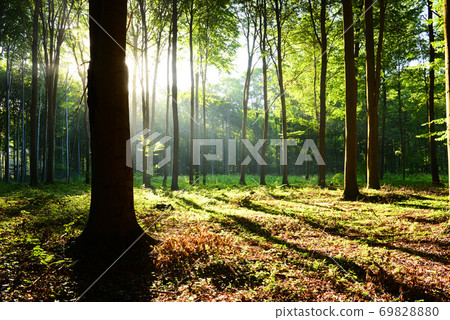 Morning in the forest Morning in the forest 69828880