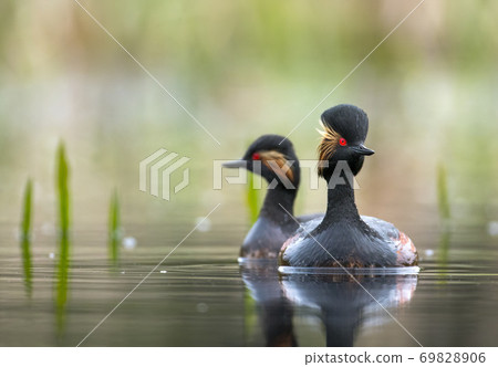 Black-necked grebe (Podiceps nigricollis) 69828906