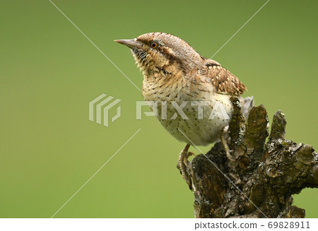 Wryneck (Jynx torquilla) Wryneck (Jynx torquilla) 69828911