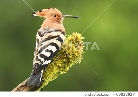 Hoopoe Hoopoe 69828927