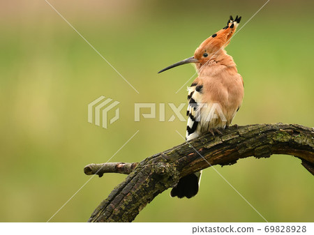 Hoopoe Hoopoe 69828928