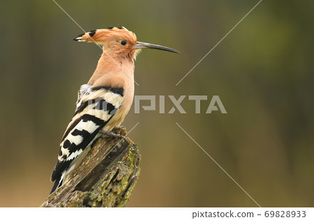 Hoopoe 69828933