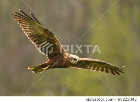 Marsh harrier (Circus aeruginosus) Marsh harrier (Circus aeruginosus) 69829048