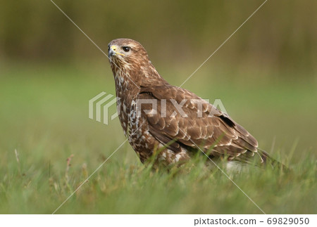 Common buzzard (Buteo buteo) 69829050
