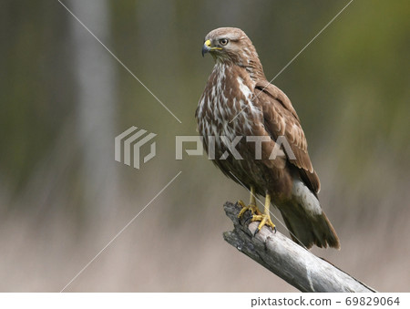 Common buzzard (Buteo buteo) 69829064