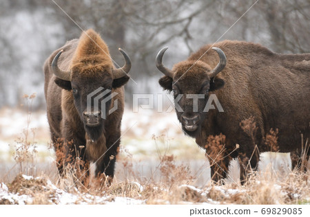 European bison (Bison bonasus) 69829085
