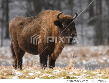European bison (Bison bonasus) 69829087