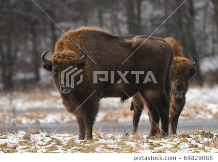 European bison (Bison bonasus) European bison (Bison bonasus) 69829088