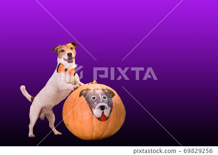 Happy dog in costume  and its paint portrait on pumpkin as funny traditional symbols of Halloween 69829256