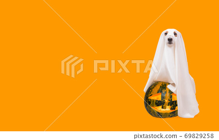 Dog under white sheet as Halloween costume of spooky ghost with carved blazing pumpkin 69829258