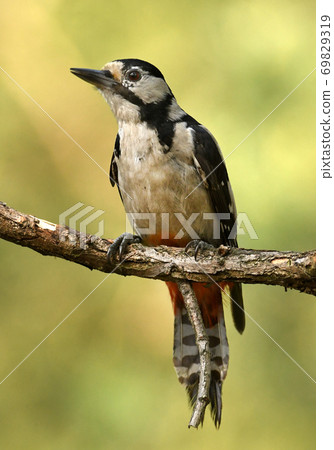 Great Spotted Woodpecker (Dendrocopos major) Great Spotted Woodpecker (Dendrocopos major) 69829319