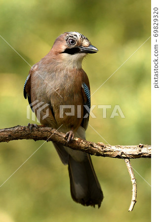 Jay bird (Garrulus glandarius) Jay bird (Garrulus glandarius) 69829320