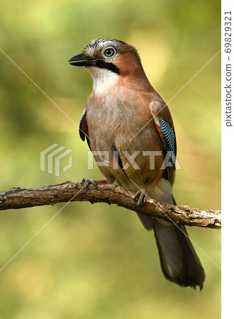 Jay bird (Garrulus glandarius) Jay bird (Garrulus glandarius) 69829321
