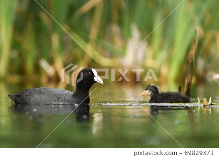 Eurasian coot (Fulica atra) 69829371