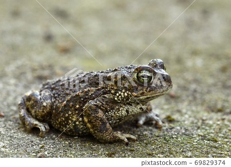 Natterjack toad (Bufo calamita) 69829374