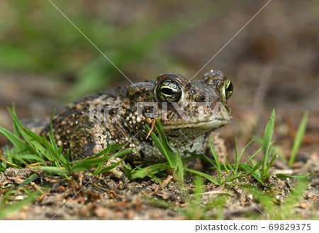 Natterjack toad (Bufo calamita) Natterjack toad (Bufo calamita) 69829375