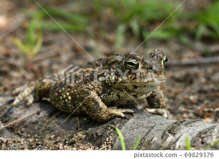 Natterjack toad (Bufo calamita) 69829376
