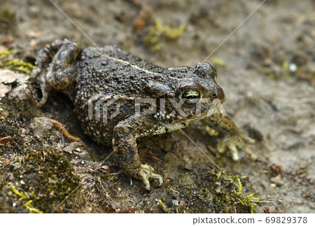 Natterjack toad (Bufo calamita) Natterjack toad (Bufo calamita) 69829378