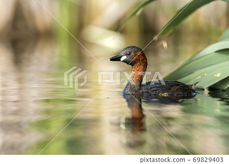Little grebe (Tachybaptus ruficollis) Little grebe (Tachybaptus ruficollis) 69829403