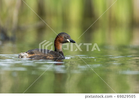 Little grebe (Tachybaptus ruficollis) Little grebe (Tachybaptus ruficollis) 69829505