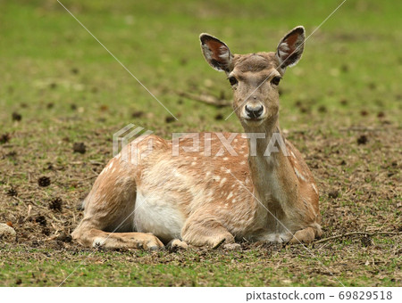 Fallow deer (Dama dama) Fallow deer (Dama dama) 69829518