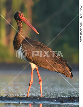 Black stork (Ciconia nigra) 69829529