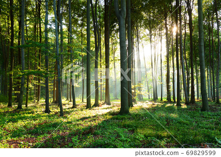 Morning in the forest 69829599