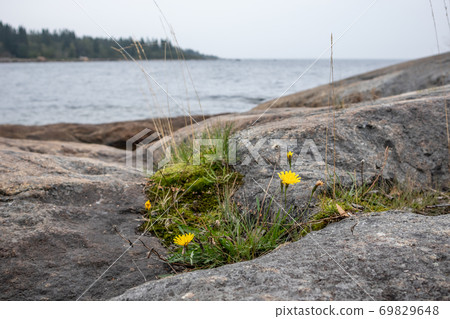 Sweden rocky sea side. Stones with yellow flowers and grass. Nature wonders. Northern epic mystic cloudy grey landscape. Travel scandinavia Sweden rocky sea side. Stones with yellow flowers and grass. Nature wonders. Northern epic mystic cloudy grey landscape. Travel scandinavia 69829648
