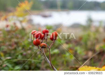 Rowan berries finnish autumn natural red close up Rowan berries finnish autumn natural red close up 69829683
