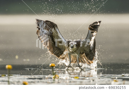 Osprey (Pandion haliaetus) Osprey (Pandion haliaetus) 69830255